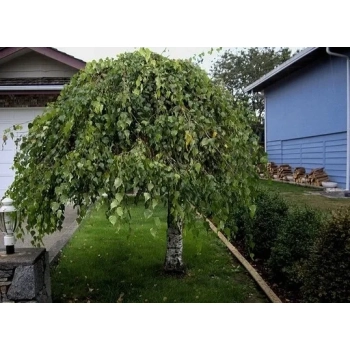BRZOZA YOUNGII na pniu DUŻA SADZONKA płacząca szczepiona - sadzonki sadzonki 220 / 270 cm